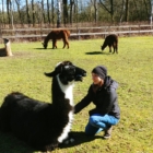 Das Lama als Spiegel Ihrer Persönlichkeit